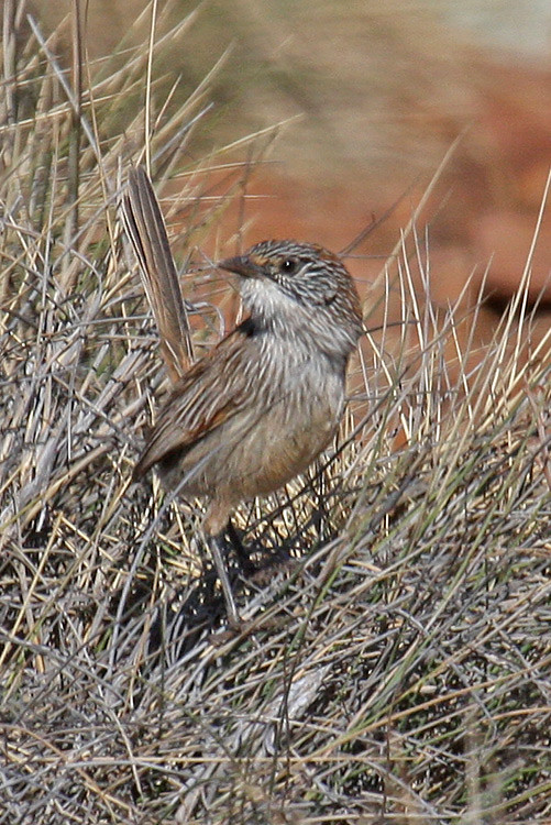 Shorttailed Grasswren / Amytornis merrotsyi photo call and song