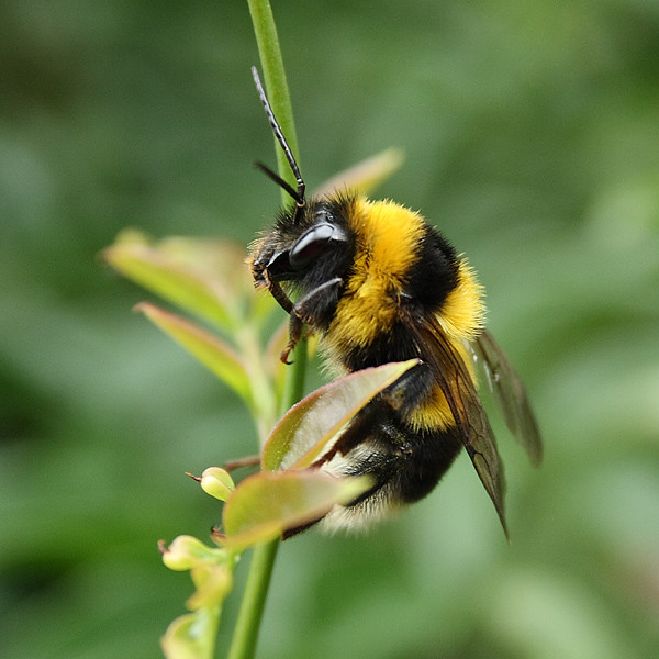 very furry bumblebee A bumblebee sporting a damaged probos… Dave