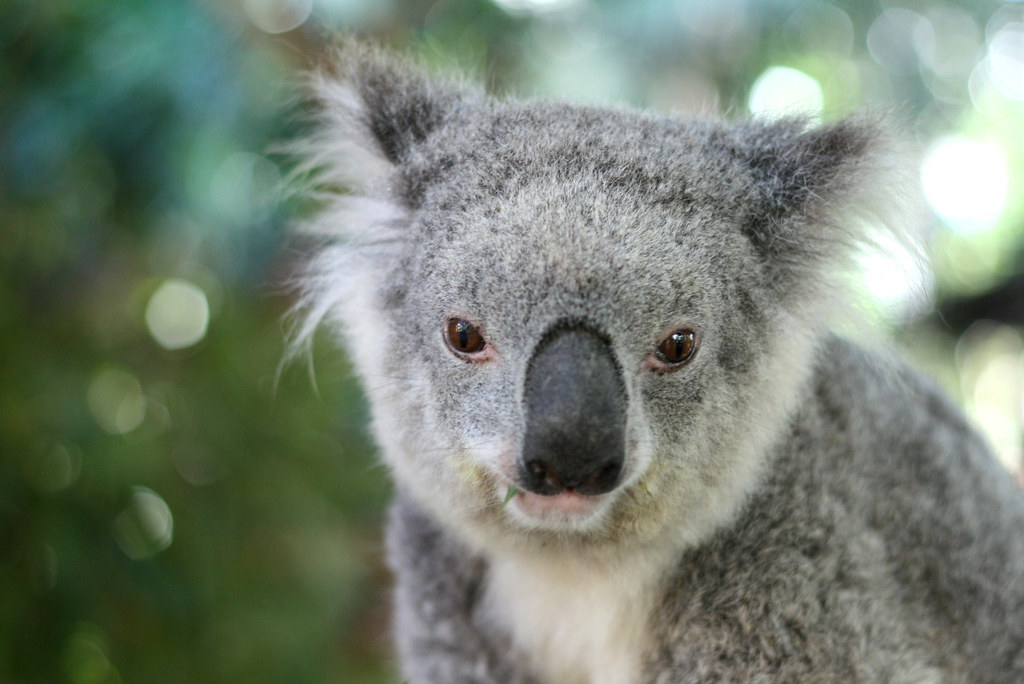 Num! Koalas smell like eucalyptus leaves because that's al… Flickr