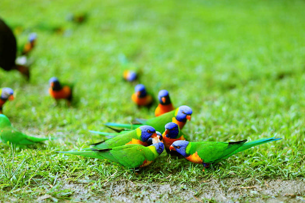 Rainbow Lorikeets in front of Carobana chocolate factory in Coffs Harbour a photo on Flickriver