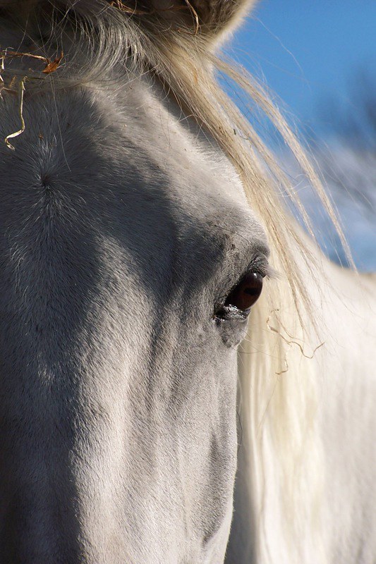 a horse is a horse Flickr