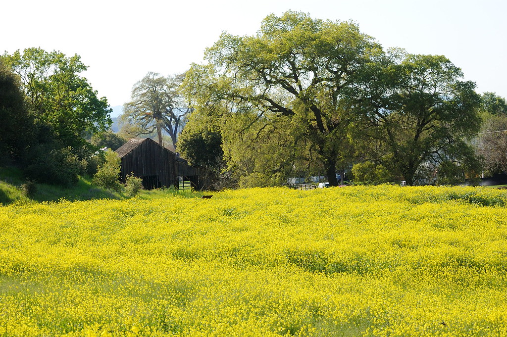 Field of Mustard Blossoms by the BernalGulnacJoice Ranch… Flickr