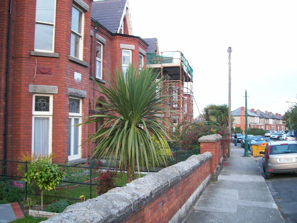 Irish palm trees! Ian B Flickr
