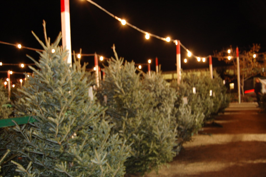 Christmas Tree! Look at all the trees! Amanda Carson Flickr