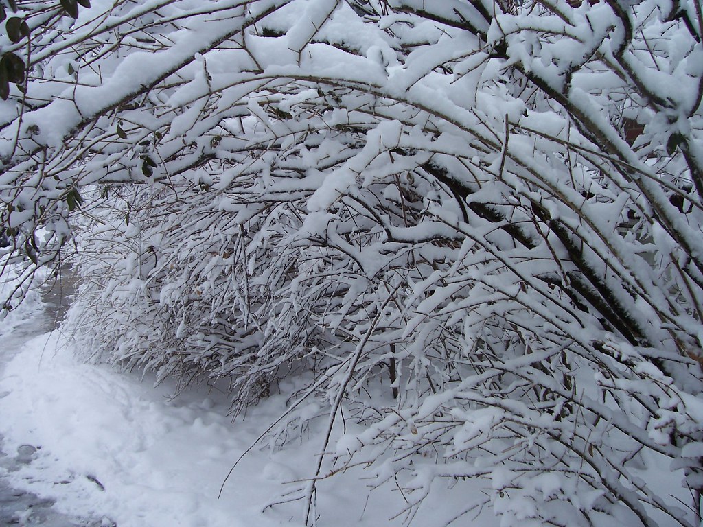 WinterWalkway It snowed in New England; I took a picture SJBG Flickr