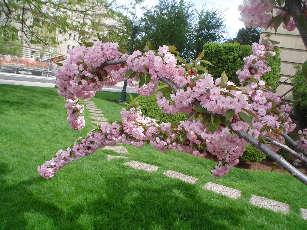 Flowering tree, Boise, Idaho Mark Baratelli Flickr