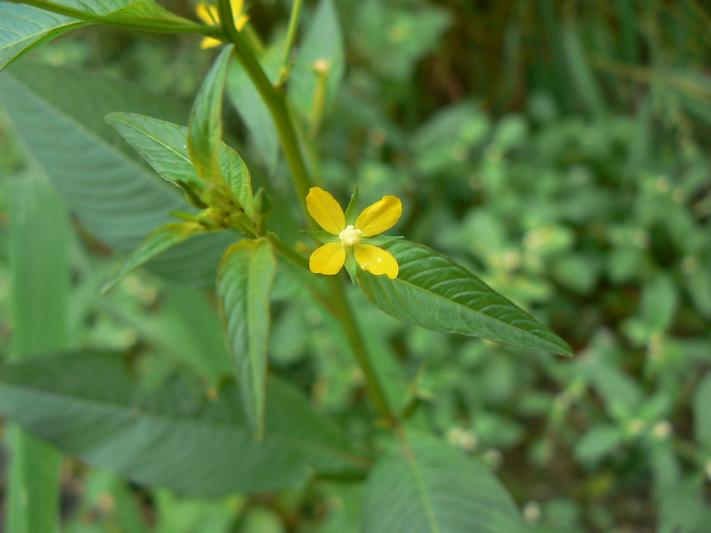 Mexican primrose willow Onagraceae (willowherb family, or … Flickr