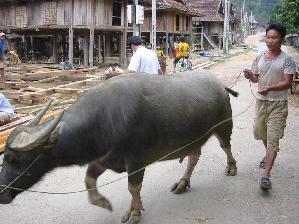 Water Buffalo & Construction Site chaz000 Flickr