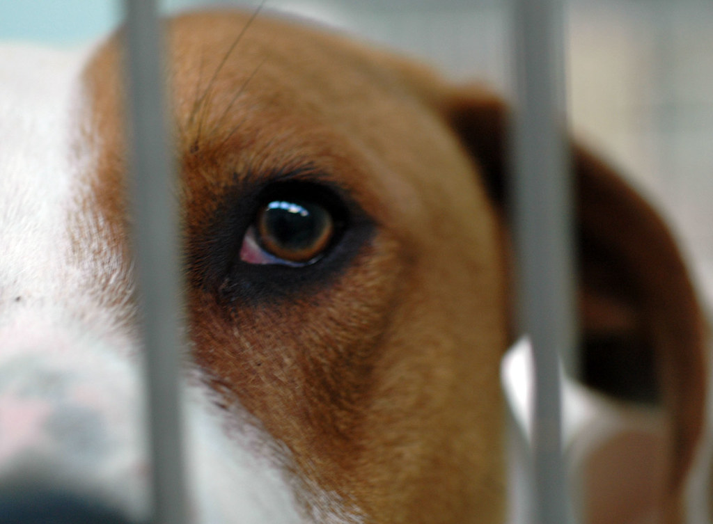 Pound by Pound Millions of dogs are in our local pounds
