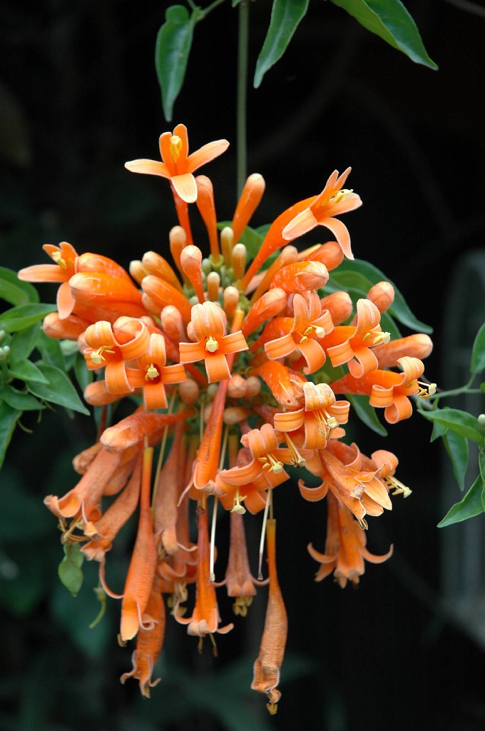 Flower in Antigua, Guatemala Bert Flickr