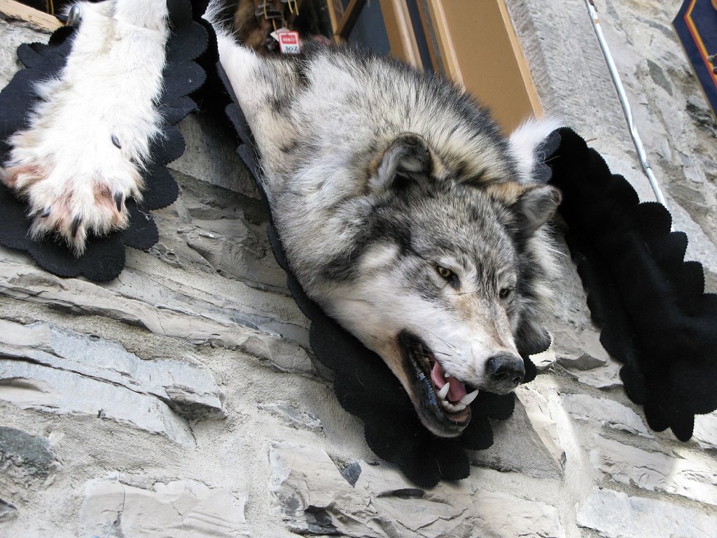 Wolf Skin Quebec City Shops Smudge 9000 Flickr