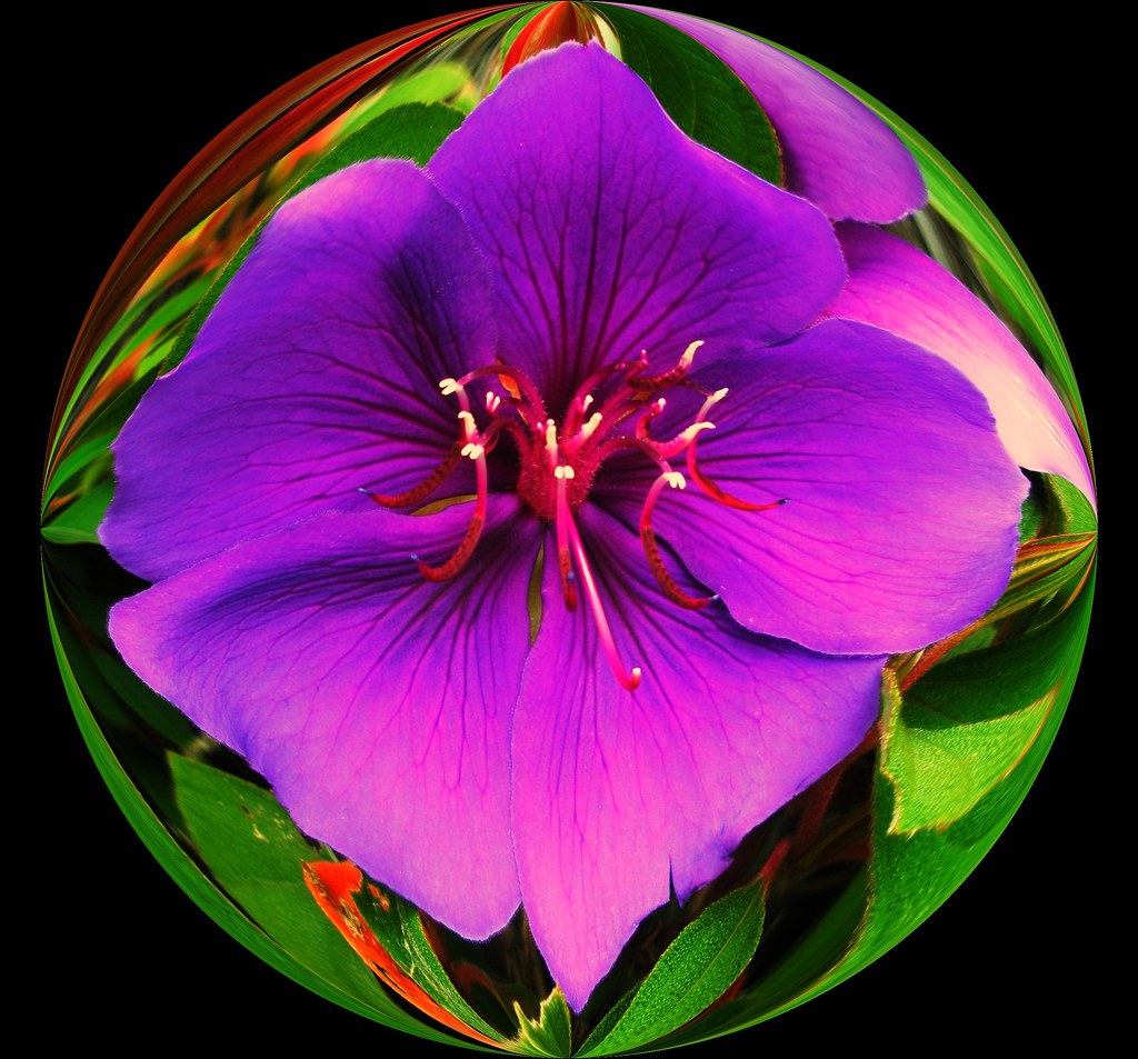 Purple Flower in glass ball Lorraine Thorne Flickr