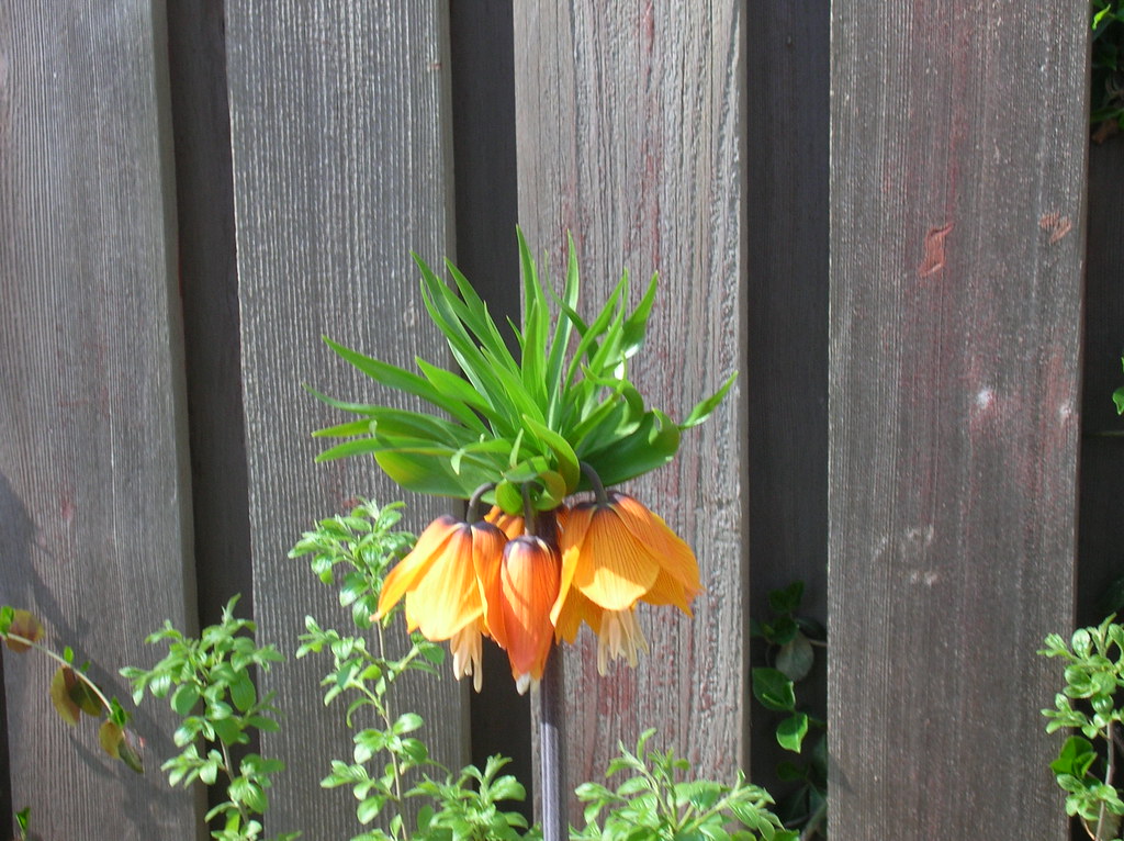 This flower smells like skunk. I kid you not. julie.whiston Flickr