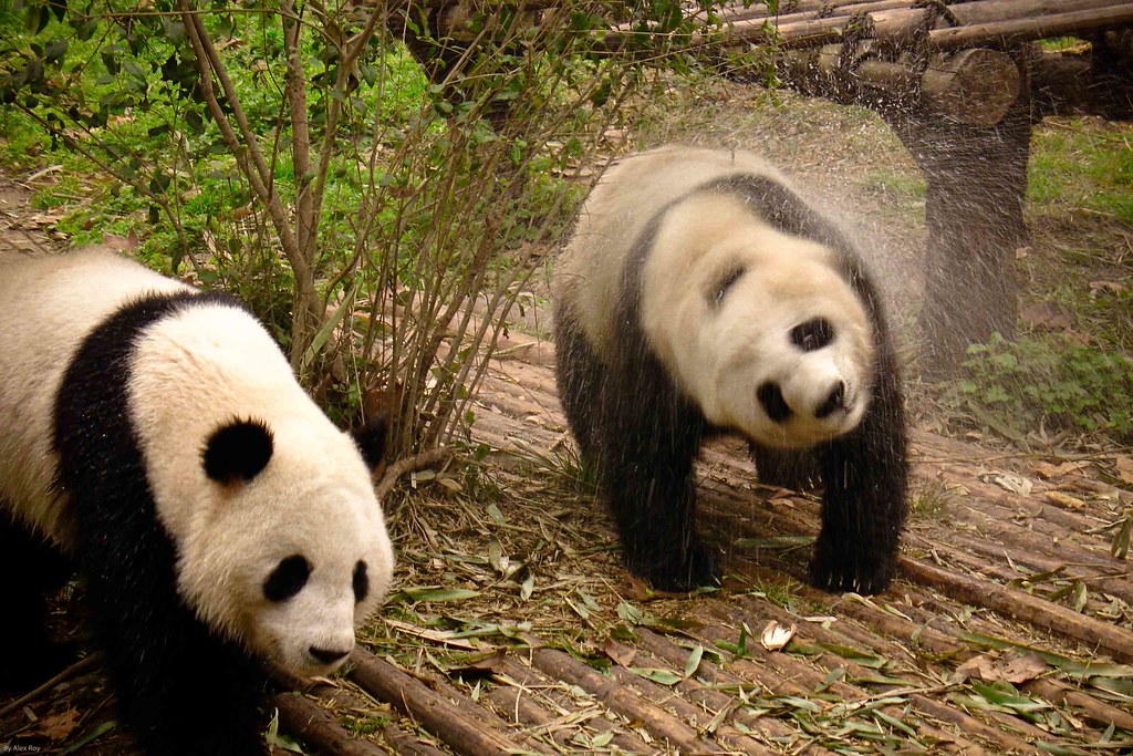 Wet Morning Two giant pandas freshenup in the early morni… Flickr