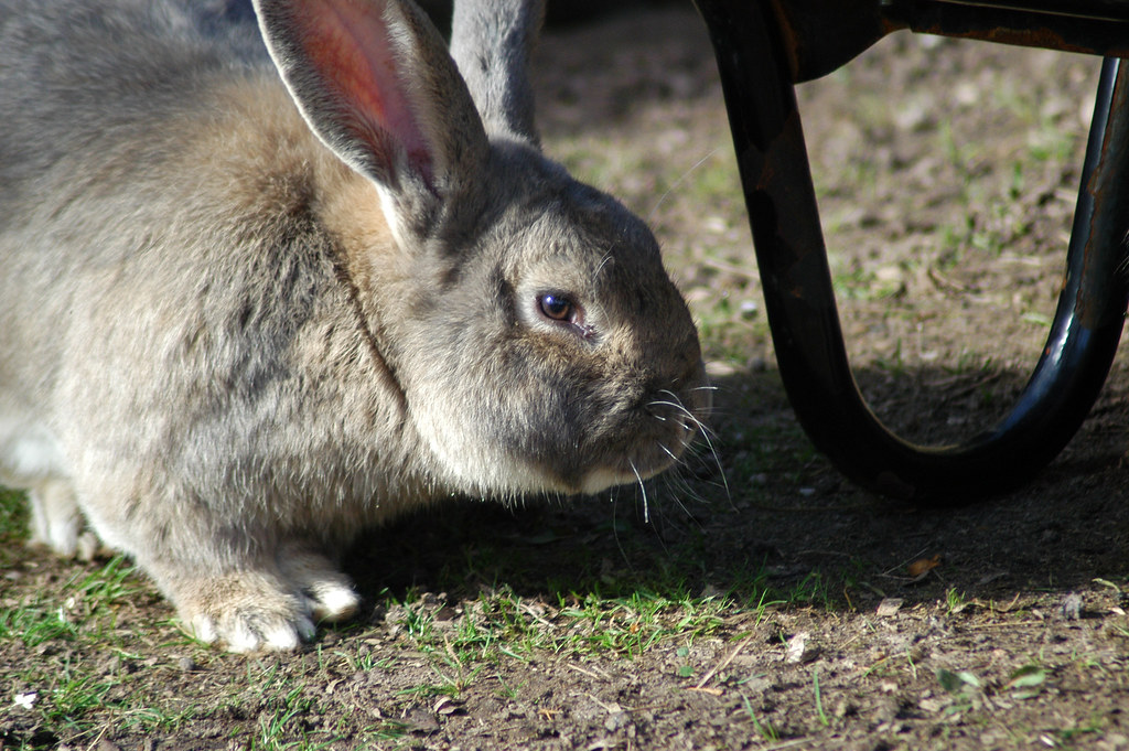 Giant British Rabbit Nikon D100 Nikkor 70300 G lens. Hand… Flickr
