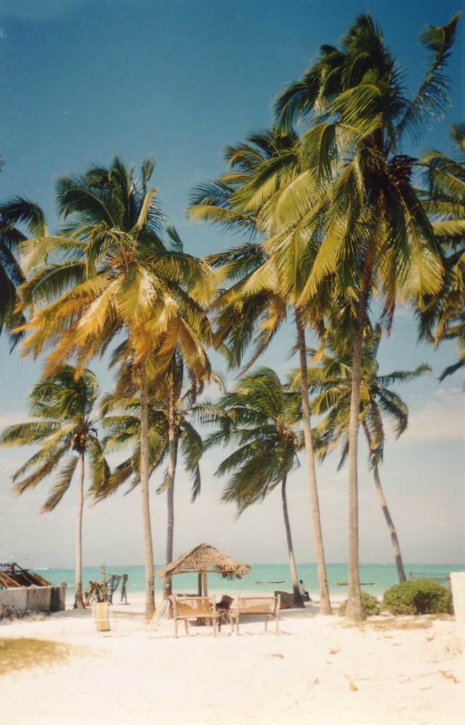 Palm Trees on the Beach in Zanzibar Palm trees on Paje Bea… Flickr