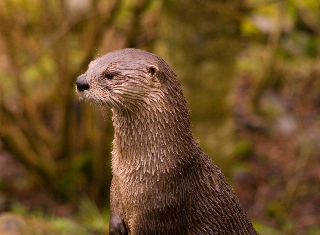 Otter Otter at Scottish Sea Life Centre, near Oban paulandjulie Flickr