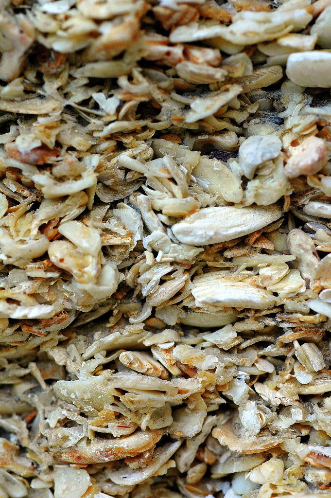 What is it? Coquina Flickr