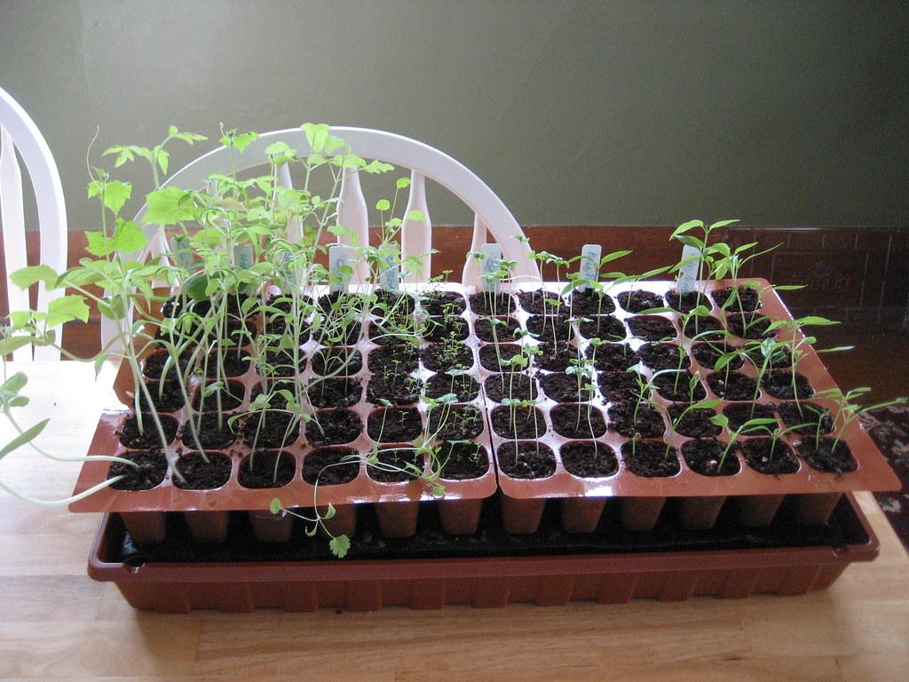 Seedlings They grew while I was in Texas Daniel Morrison Flickr