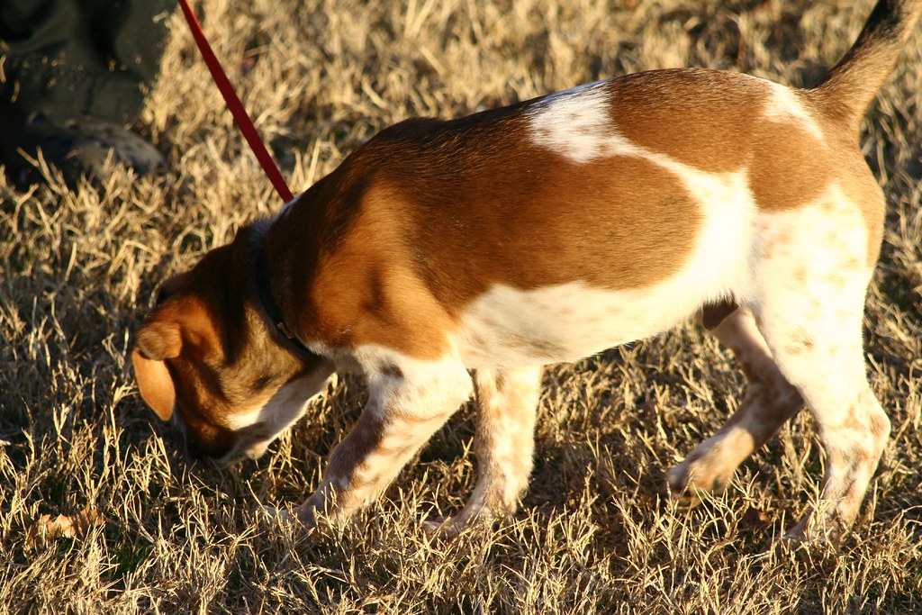 Superior Dog Training uptonia Flickr