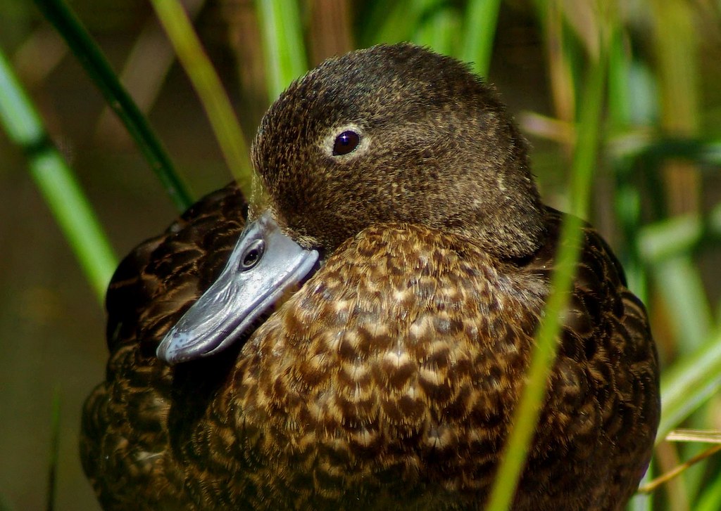 Brown Teal. New Zealand's endangered Brown Teal captive av… Flickr
