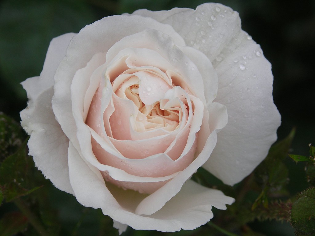 White Cloud First rose of the year in my garden. Rose 'Whi… Flickr