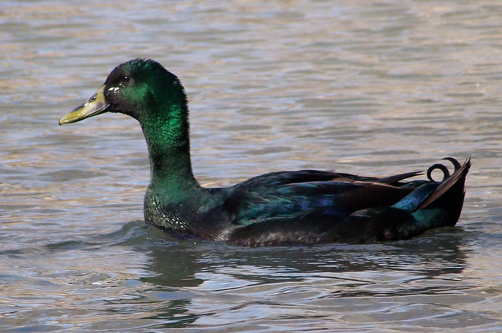 CAYUGA DUCK The Cayuga takes its name from Lake Cayuga, Ne… Flickr