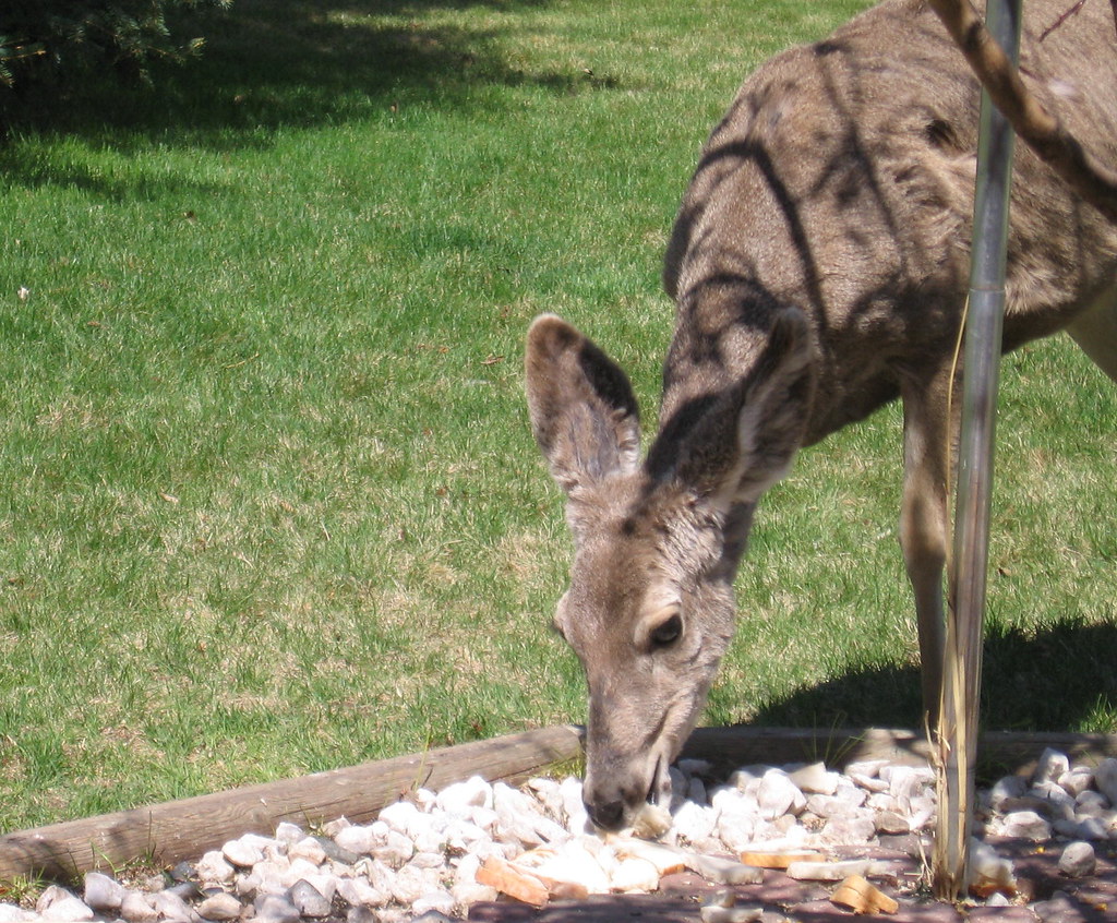 Braveheart the breadeating deer Robin Flickr