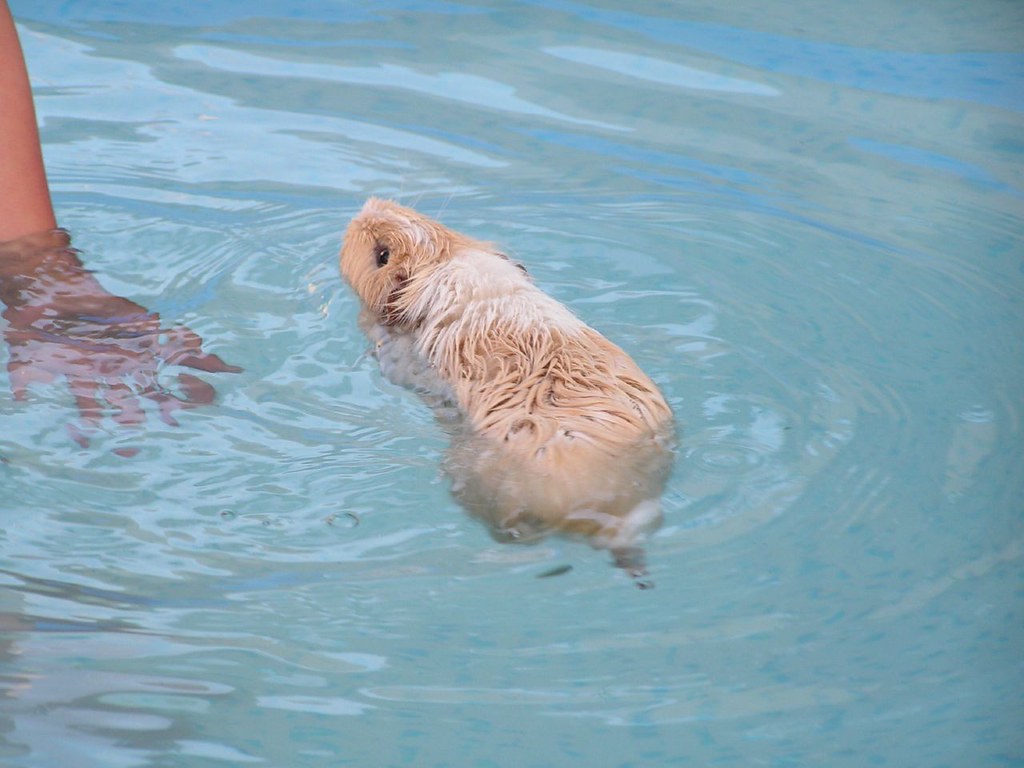 A guinea pig in the swiming pool Nicolas DURAND Flickr