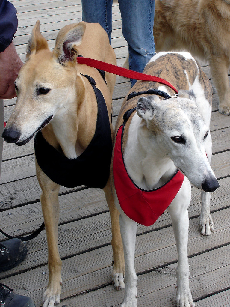 Greyhounds Man walking two greyhound along the beach. ronnyg Flickr