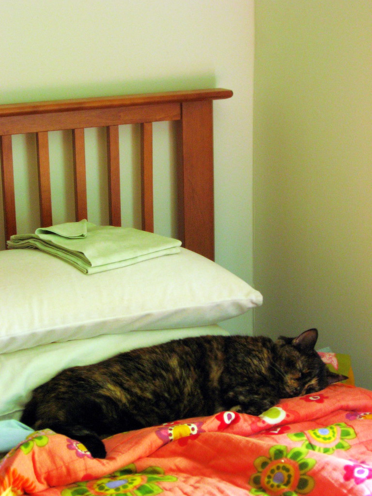 For Guy Why My Bed Isn't Always Made... I make my bed in … Flickr