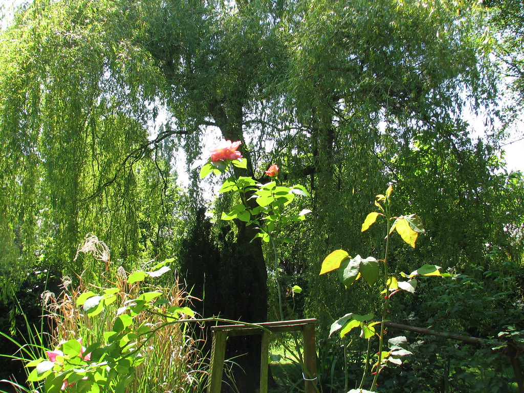 top of garden under willow paulineg297 Flickr