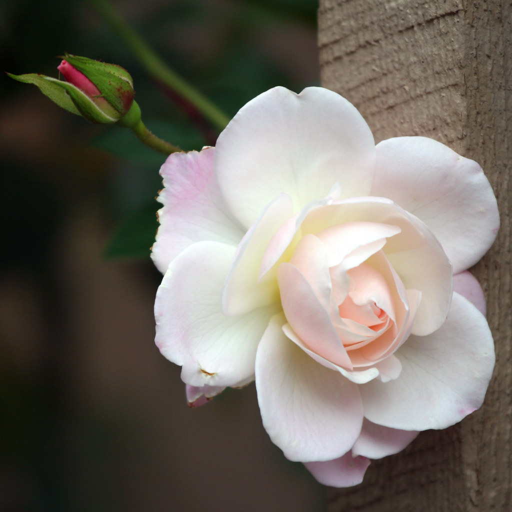 Winter Rose Adult Our white rose bush is still blooming … Flickr
