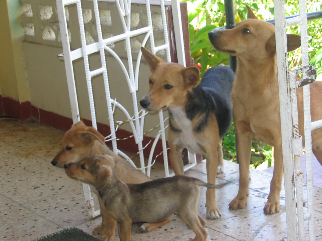 Three Jamaican Dogs JokerBoy11 Flickr