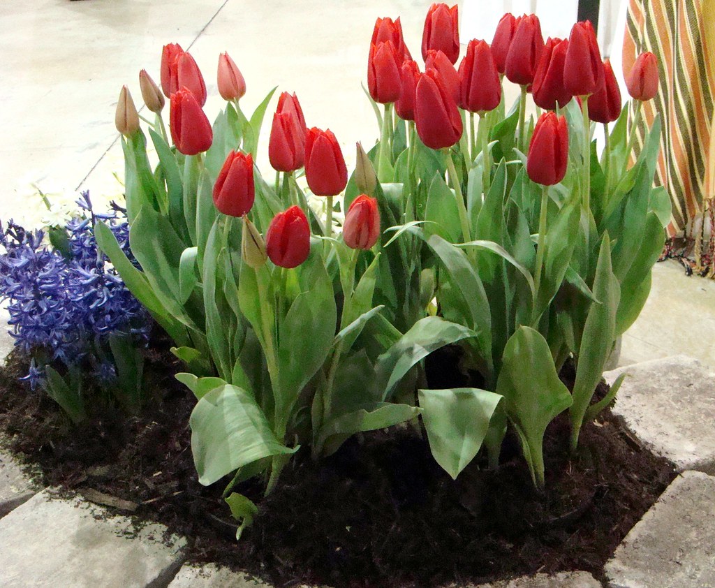 New Jersey Flower Garden Show a photo on Flickriver