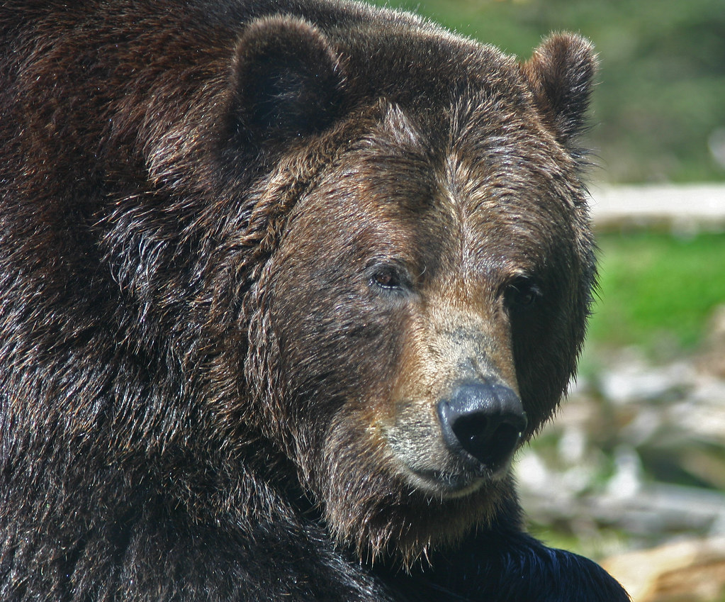 Grizzly Bear Close Grizzly Bear at Seattle's Woodland Park… Don