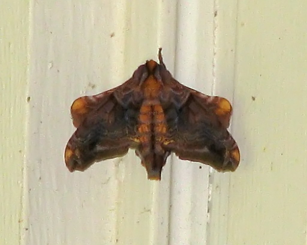 Smalleyed Sphinx moth Paonias myops in the moun… Flickr