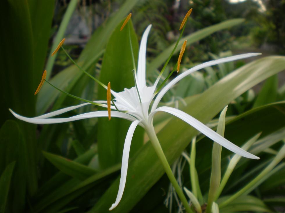 Spider lily The scientific name for this plant is