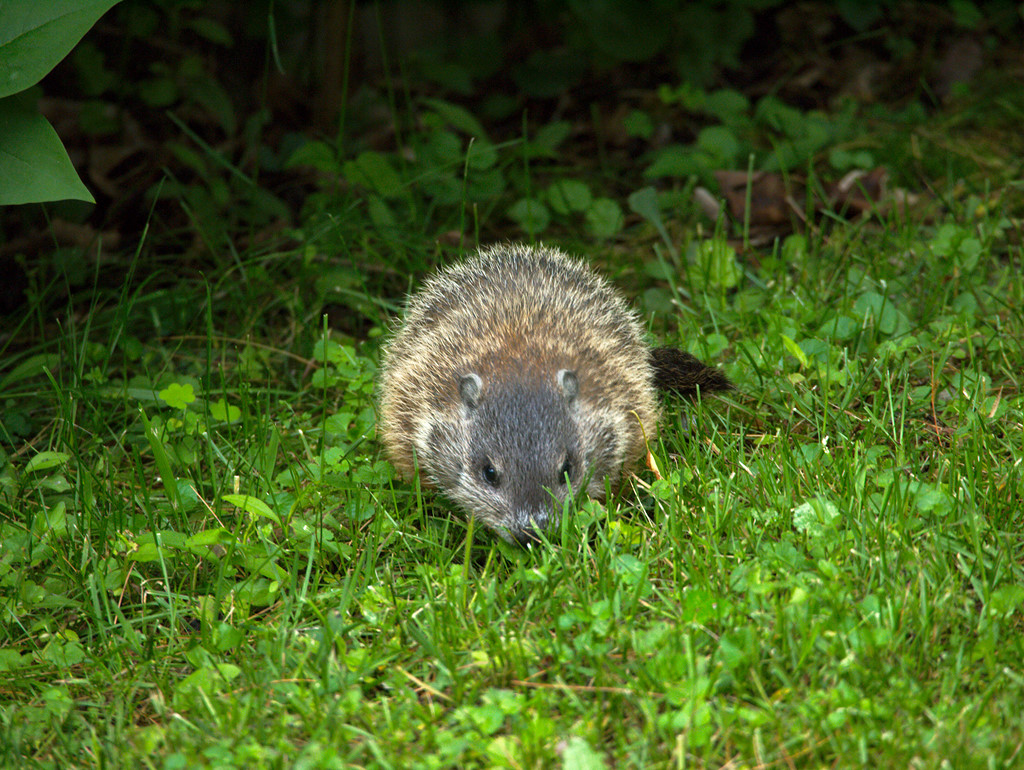 Woodchuck offspring in our yard Šarūnas Burdulis Flickr
