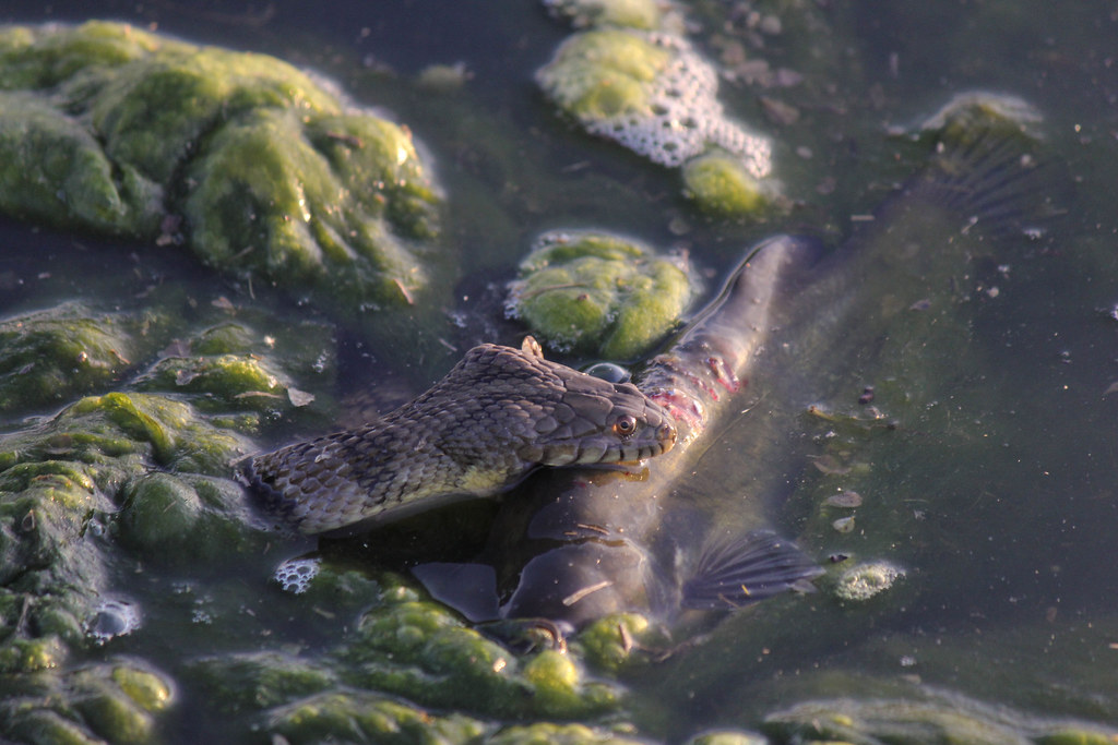 Snakes Eating Catfish 4 When you actually start to see tho… Flickr