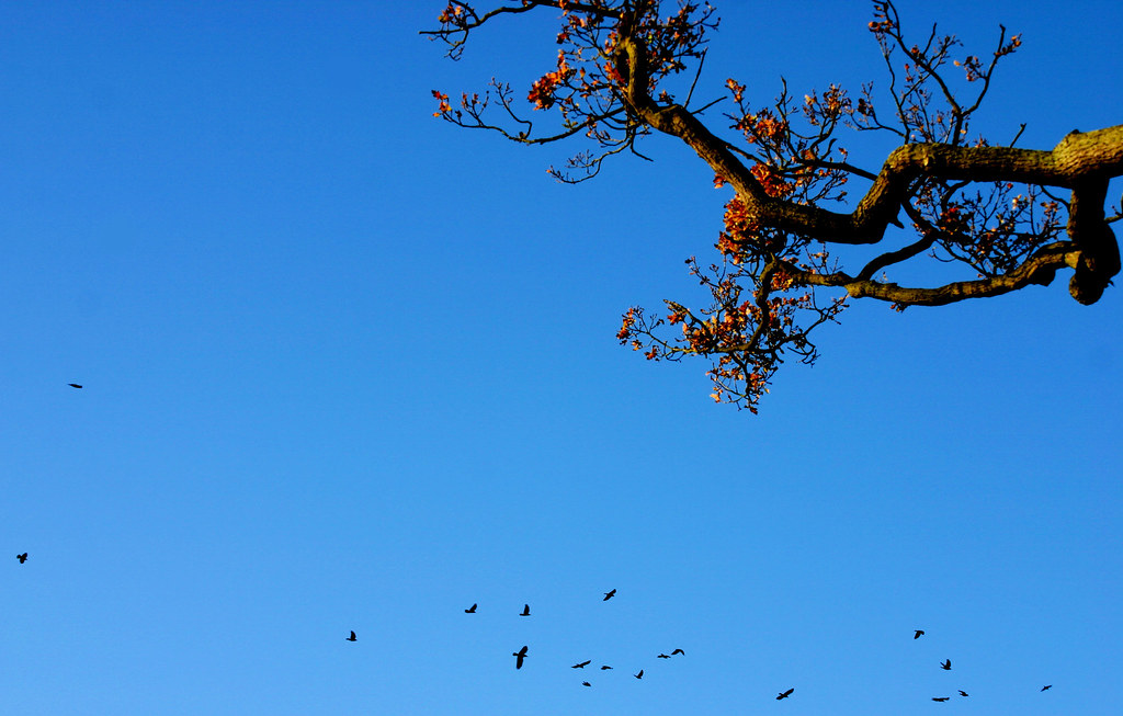 Brass Monkey Weather On Black Phil Peck Flickr