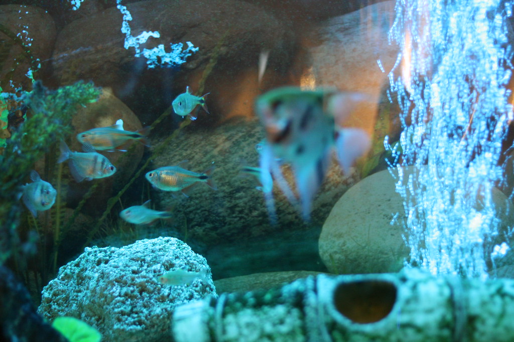 Fish tank at night The blue light is supposed to simulate … Flickr
