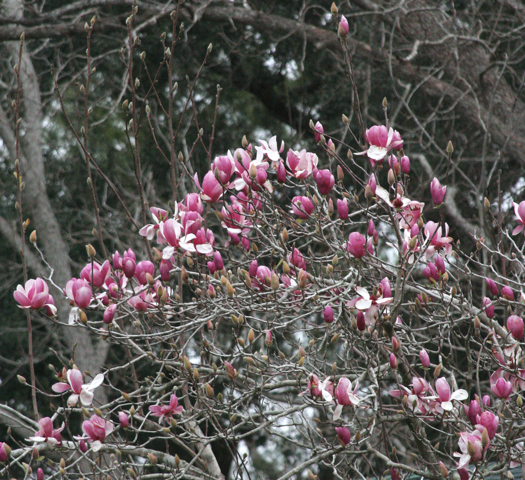 Saucer Magnolia, Chinese Magnolia, Tulip Tree Sherry Gibson Flickr