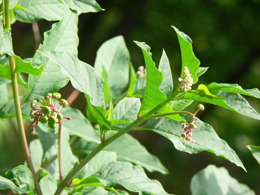 1200443 Unknown plant, Catskills summer 2007 Hella Delicious Flickr