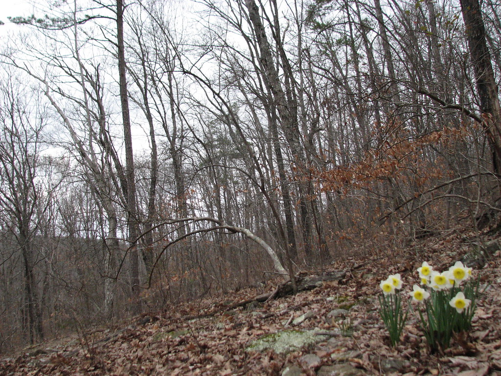 Alum Cove Buffalo National Park Arkansas Jonquils Scott Adams Flickr