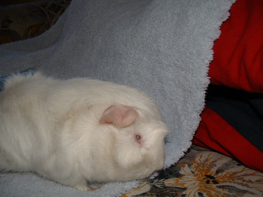 Liz's Eye Liz is what's known as a "lethal" guinea pig. Du… Flickr