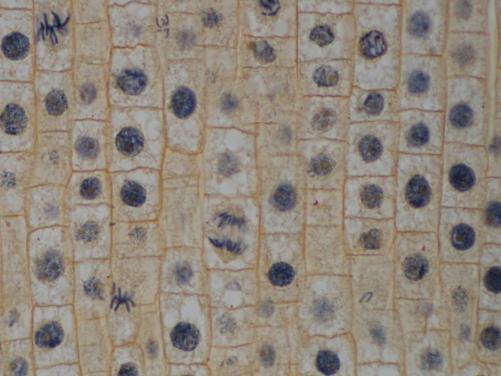 Biology/Zoology lab pictures Flickr