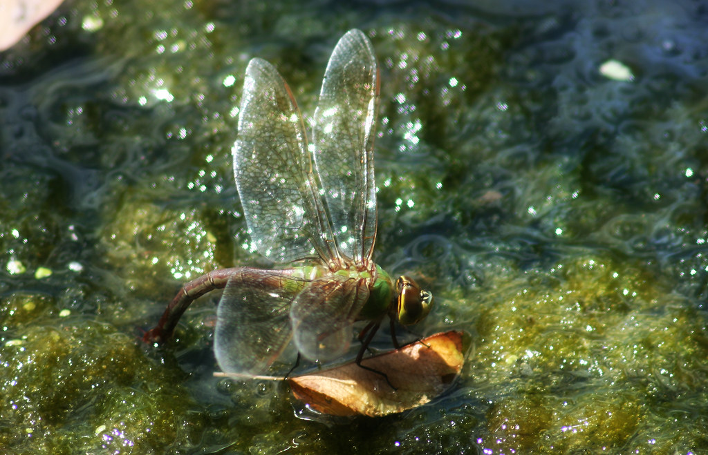 _dragonfly laying eggs2 This dragonfly is laying her eggs … Flickr