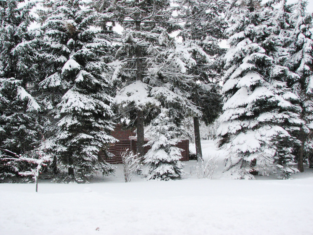 Neighbor's Trees These trees are pretty, no matter what ti… Flickr