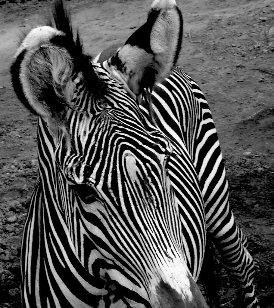 Zebra 5 Zoologic Park São Paulo Brazil Serlunar Flickr